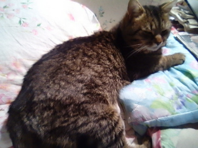 Комментарий с изображением на AdMe.Media