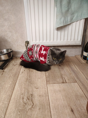 Комментарий с изображением на AdMe.Media