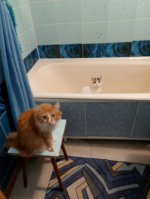 Комментарий с изображением на AdMe.Media