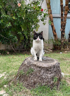 Комментарий с изображением на AdMe.Media