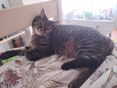 Комментарий с изображением на AdMe.Media