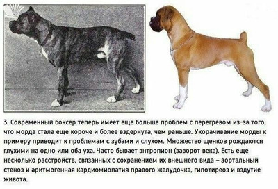 Комментарий с изображением на AdMe.Media
