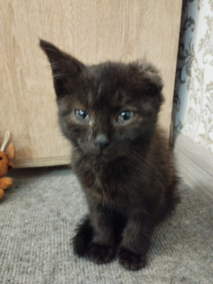 Комментарий с изображением на AdMe.Media