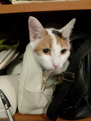 Комментарий с изображением на AdMe.Media