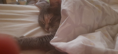 Комментарий с изображением на AdMe.Media