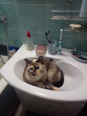 Комментарий с изображением на AdMe.Media