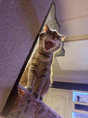 Комментарий с изображением на AdMe.Media