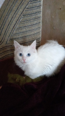 Комментарий с изображением на AdMe.Media