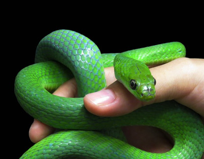 Комментарий с изображением на AdMe.Media