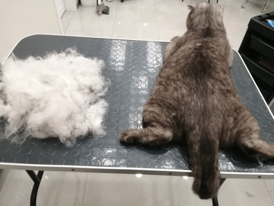 Комментарий с изображением на AdMe.Media