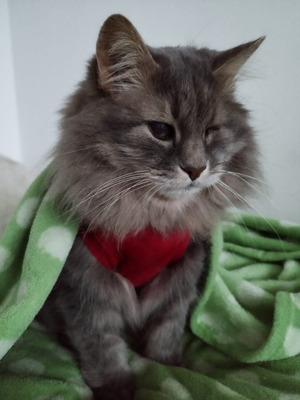 Комментарий с изображением на AdMe.Media