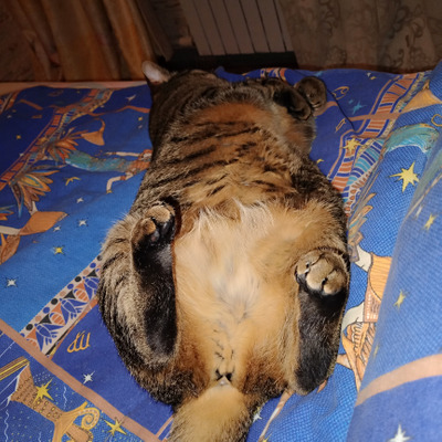 Комментарий с изображением на AdMe.Media