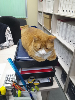 Комментарий с изображением на AdMe.Media