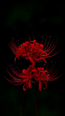 Комментарий с изображением на AdMe.Media