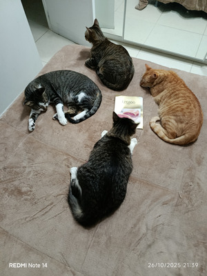 Комментарий с изображением на AdMe.Media