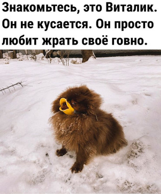 Комментарий с изображением на AdMe.Media