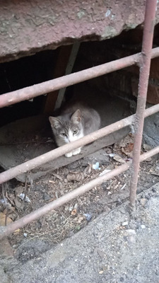 Комментарий с изображением на AdMe.Media