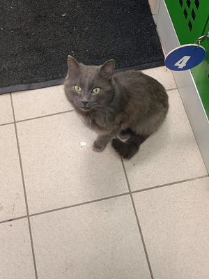 Комментарий с изображением на AdMe.Media