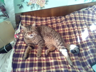 Комментарий с изображением на AdMe.Media