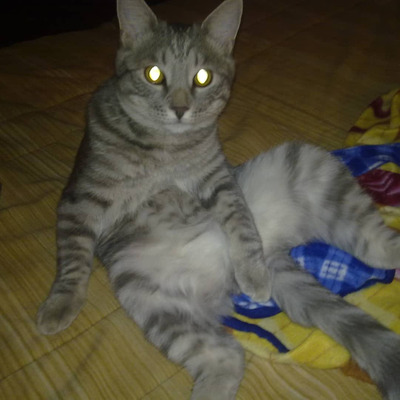 Комментарий с изображением на AdMe.Media