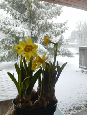 Комментарий с изображением на AdMe.Media