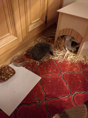 Комментарий с изображением на AdMe.Media