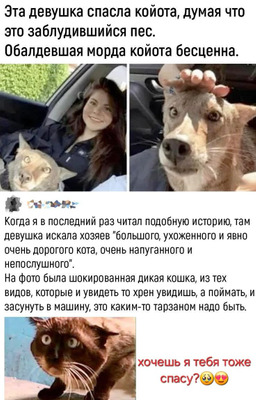 Комментарий с изображением на AdMe.Media