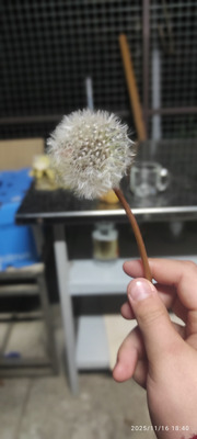 Комментарий с изображением на AdMe.Media