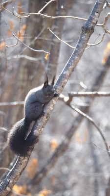 Комментарий с изображением на AdMe.Media