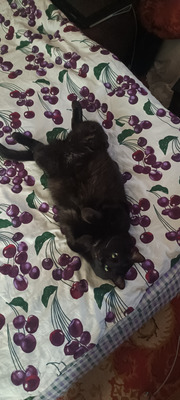 Комментарий с изображением на AdMe.Media