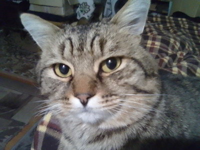 Комментарий с изображением на AdMe.Media