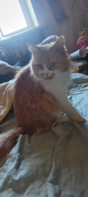 Комментарий с изображением на AdMe.Media