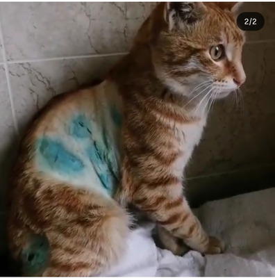 Комментарий с изображением на AdMe.Media