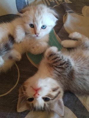 Комментарий с изображением на AdMe.Media