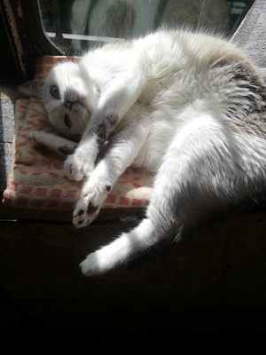 Комментарий с изображением на AdMe.Media