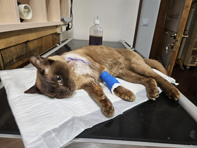 Комментарий с изображением на AdMe.Media