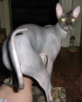 Комментарий с изображением на AdMe.Media