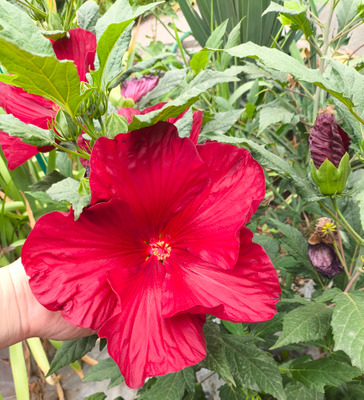 Комментарий с изображением на AdMe.Media