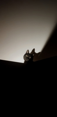 Комментарий с изображением на AdMe.Media