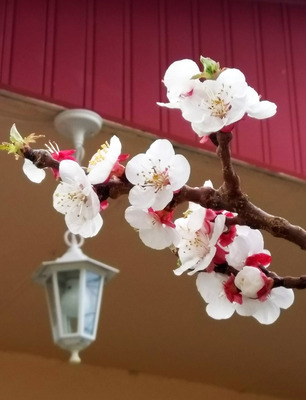 Комментарий с изображением на AdMe.Media