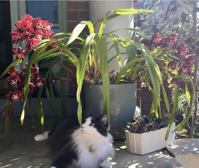 Комментарий с изображением на AdMe.Media