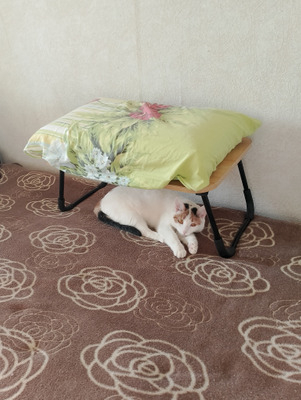 Комментарий с изображением на AdMe.Media