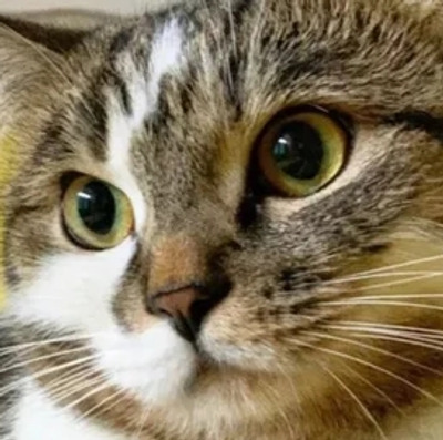 Комментарий с изображением на AdMe.Media