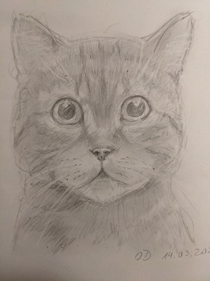 Комментарий с изображением на AdMe.Media