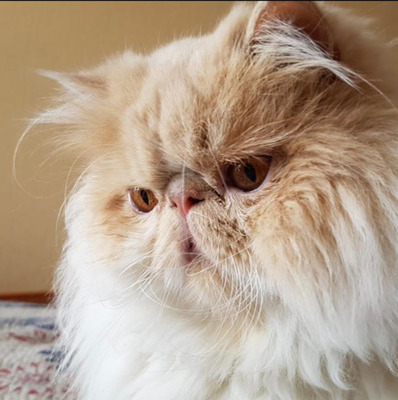 Комментарий с изображением на AdMe.Media