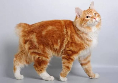 Комментарий с изображением на AdMe.Media