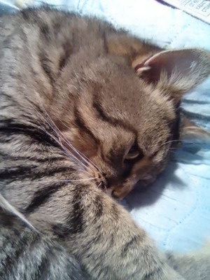 Комментарий с изображением на AdMe.Media