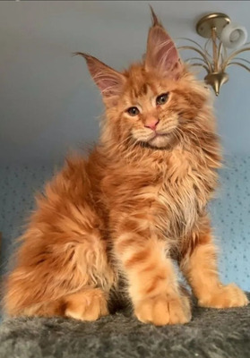 Комментарий с изображением на AdMe.Media