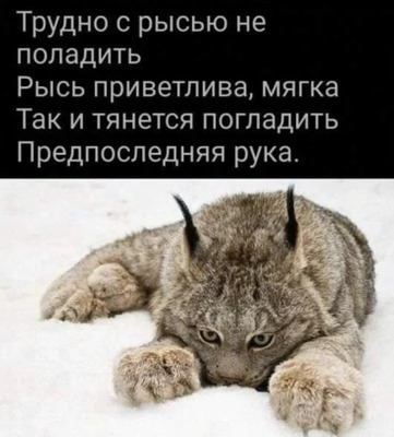 Комментарий с изображением на AdMe.Media
