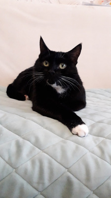 Комментарий с изображением на AdMe.Media